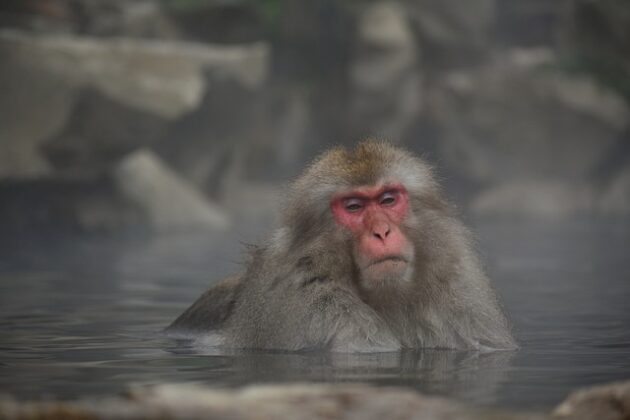 animal-ga114c3c87_640 ☆黒川温泉の歴史と復興：江戸時代から現代へ続く魅力の秘密