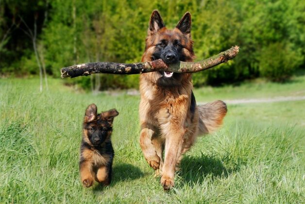 shepherd-dog-geef8e9468_640 あなたの人生に必要な「縁を切ってはいけない人」とは？その特徴と見分け方