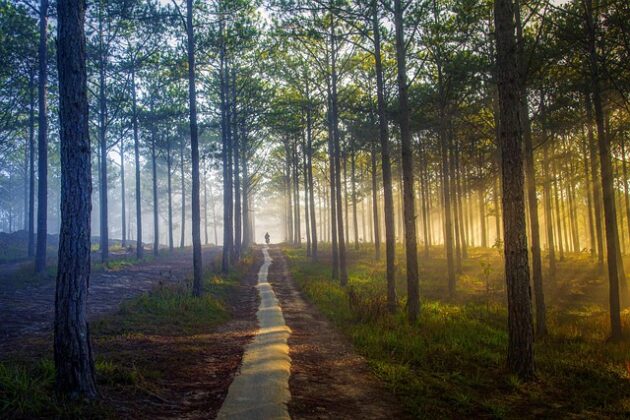 trees-gf5f6573e6_640 人生の流れが変わる時に見逃せない7つのスピリチュアルサイン
