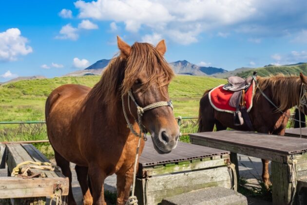 27954823_s 心を休める旅へ。阿蘇の民泊で見つけた「静かな逃げ道」